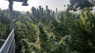 Harvest Baby Oct 1st 2020 Backyard Cannabis Grow with Rando