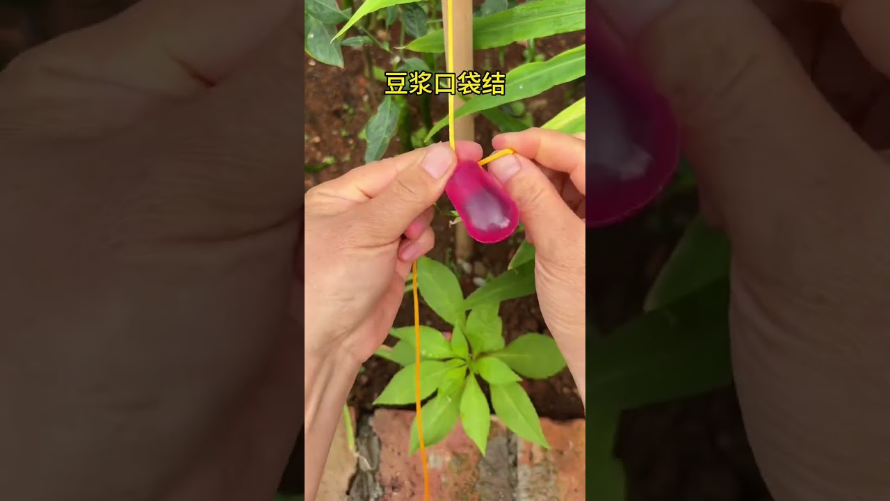 Soymilk pocket knot slow motion video teaching ensure you can understand this. Try it. You can s