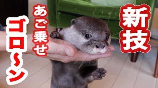 カワウソ コタロー　新技！あご乗せからのゴロ〜ン！　Kotaro the Otter  FUN TRICKS ! Chin Rest and Roll Over