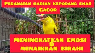 Meningkatkan emosi dan menaikkan birahi kepodang emas gacor fighter, Black naped oriole