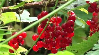 The Food Forest Laid Low