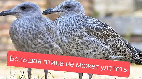 Что делать, большая птица не может улететь? Это птенец серебристой чайки, я расскажу, что делать.