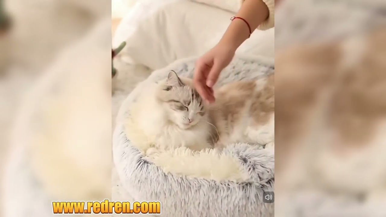 Warm Plush Enclosed Cat Bed – Cozy Shell-Shaped Calming Pet Cave with Thick Cushioned Pad for Cats