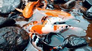 seru...menangkap ikan di air sungai yang jernih...banyak bebagai ikan hias,warna warni