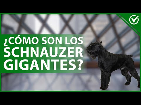 Video: Características del Schnauzer gigante