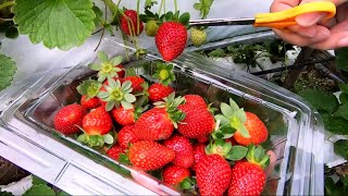 BEST Nasi Lemak Strawberry & Pick Your Own Strawberries in Cameron Highlands
