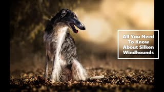 Silken Windhound ( All You Need To Know!)