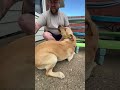 easiest way to remove pet hair and keep it out of your home