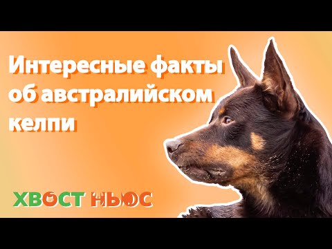 Интересные факты об австралийских келпи