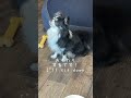 もしもご飯が一粒しかなかったら… #大型犬のいる生活 #ボーダーコリー #犬 #犬のいる生活 #shorts #shortvideo #short #dog #bordercollie