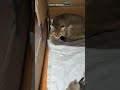 кот флоки наблюдает за своим потомством