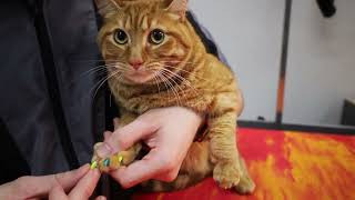 Cat Nail Cap Application by Jack Armour 160 views 1 month ago 52 seconds
