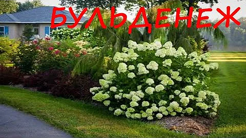Удивительный ПЕЙЗАЖ в любом САДУ// КАЛИНА БУЛЬДЕНЕЖ//декоративный кустарник.................