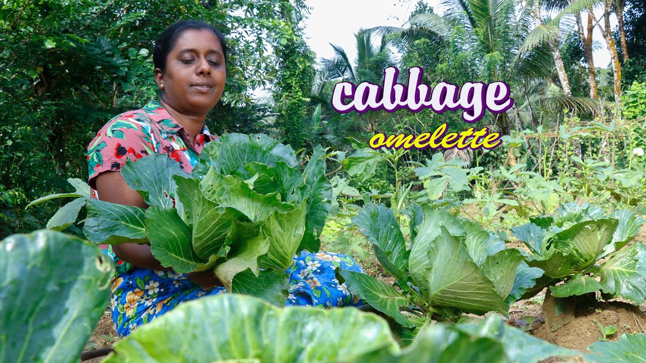 I make delicious omelettes from the cabbage I harvest from my garden. Village kitchen recipe