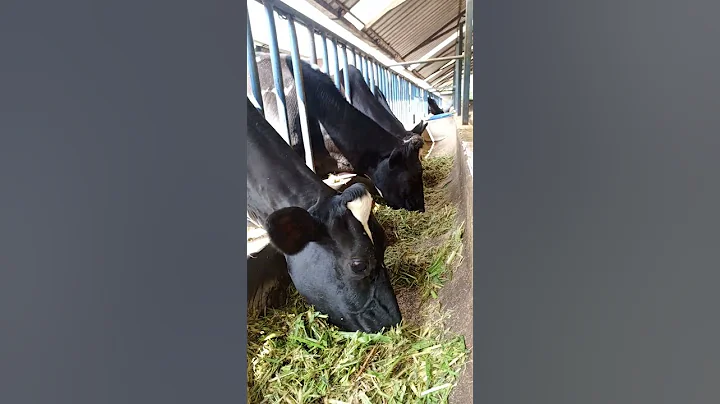 Sustainable dairy farming