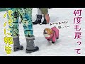 ドッグランで楽しいことがあると、逐一パパに報告に来る愛犬が可愛すぎた