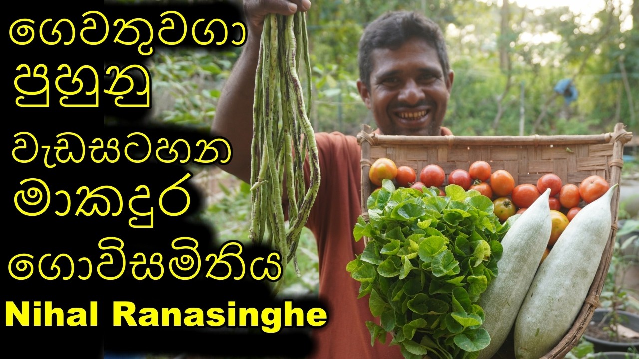 Home gardening Home gardening Organic gardening Organic ගෙවතු වගාව gewathu wagawa kabanika sril anka