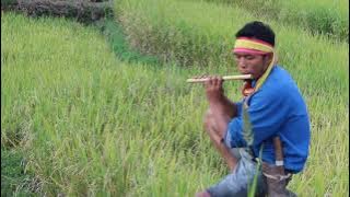 Suling bambu manggarai penyejuk hati dan menyentuh jiwa bikin nangis😭😭😭