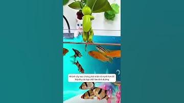 Hữu ích không ngờ cho bể cá từ chiếc kẹp nhỏ hình dáng độc đáo #aquatic #shorts