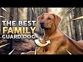 RHODESIAN RIDGEBACK! The Best Family Guard Dog! の動画、YouTube動画。