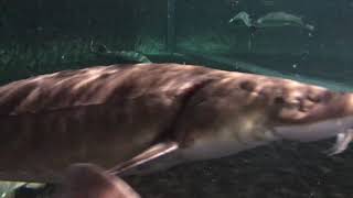 滋賀県立琵琶湖博物館 チョウザメ Youtube