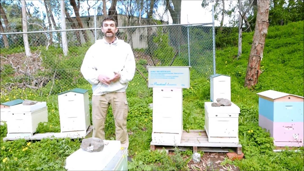 Honey Bee swarm rescue - The Practical Beekeeper, Melbourne
