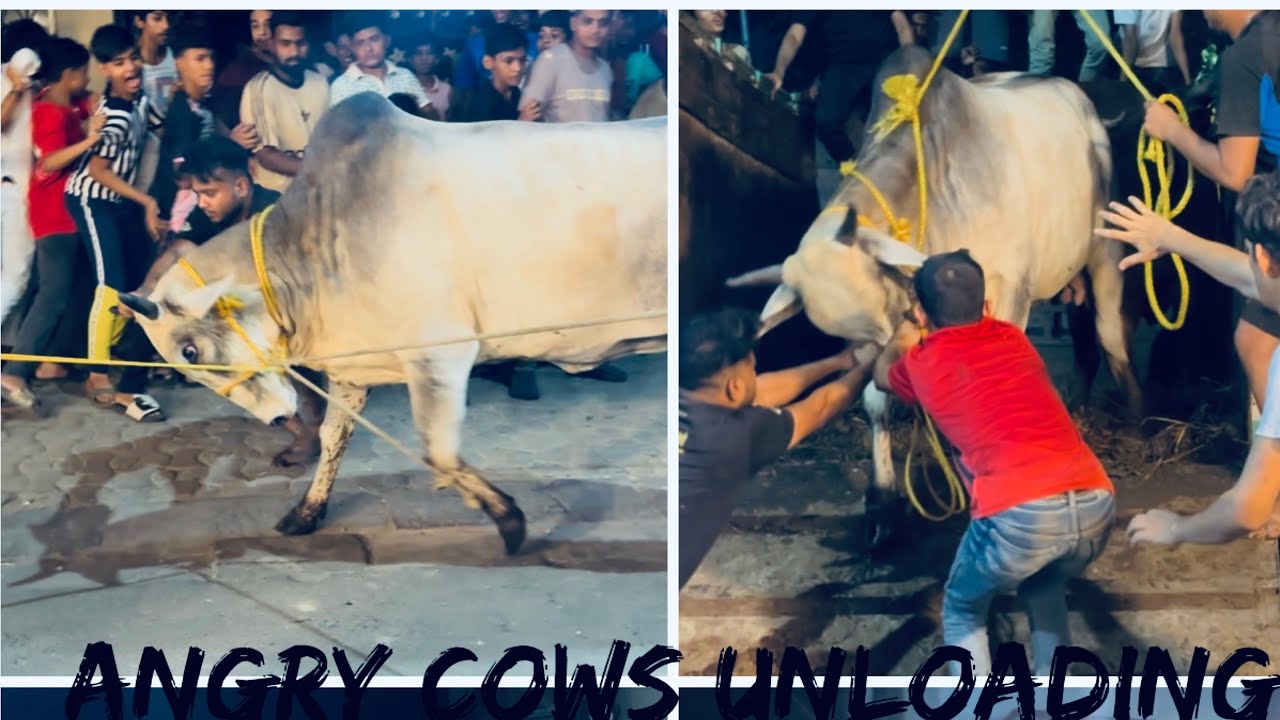 MOST ANGRY COW UNLOADING IN LADIES PARK 2025 FROM GOLBARI🔥|| COWS OF KOLKATA || Kolkata Cow 2025