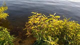 Золотая осень у реки. Красивые футажи для видео монтажа. Натуральная природа. Музыка Свет Софии.