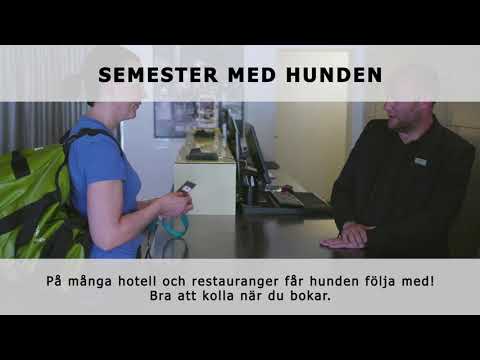 Video: Resa med din hund på semester