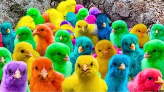 World Cute Chickens,Rainbows Chickens, Cute Ducks, Cat, Rabbits,Cute Animals🐤🐤🦆🐟Colorful Chickens2