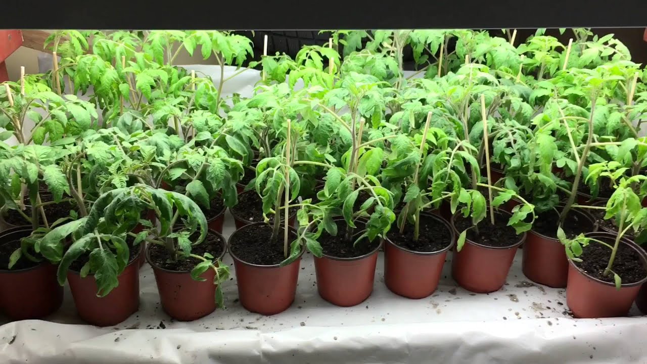 New T5 lights and grow area