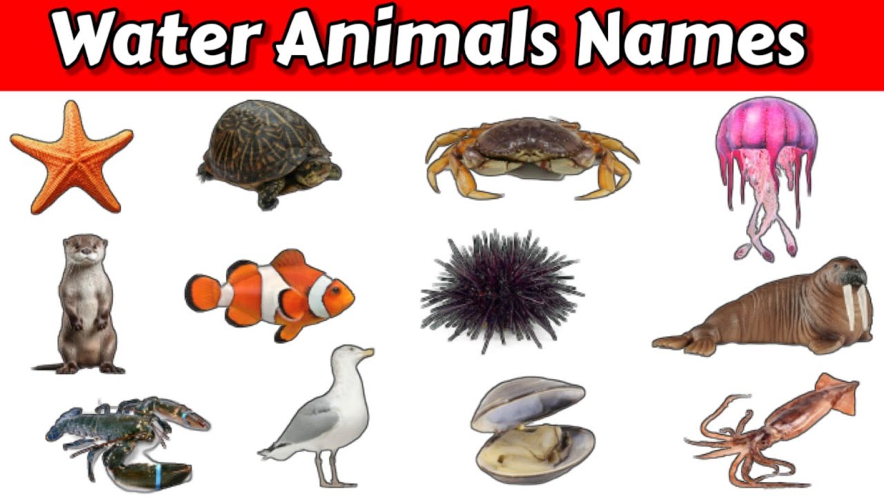 Water Animals Water Animals Names In English For Kids Aquatic