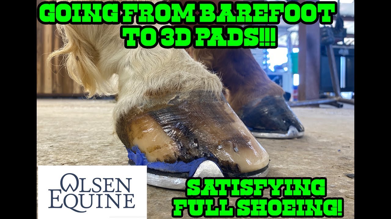 HOW TO Fixing Barrel Horse SATISFYING FULL SHOEING YouTube