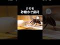 家グモに砂糖水を見せると...