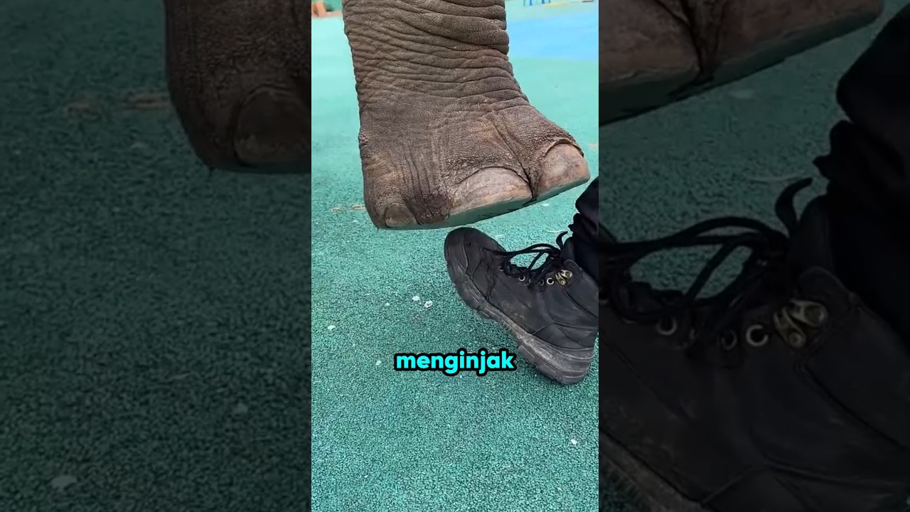 Gajah ini pintar banget 🐘🧠