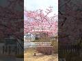 かぐや姫の光る庭 第三章 ② 〜 月に咲く、光の桜 〜 #かぐや姫の光る庭 #サクラマチクマモト #熊本 #こころのカケラ