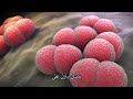سبحان الله وفى انفسكم افلا تبصرون مصطفي محمود