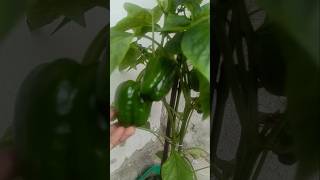 fdgh#shorts #home #garden #gardening #viral #new #nature