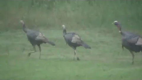 front yard turkeys