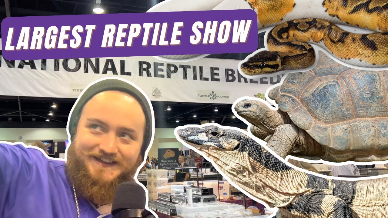 I Sold Reptiles at the LARGEST Reptile Show! Daytona National Reptile