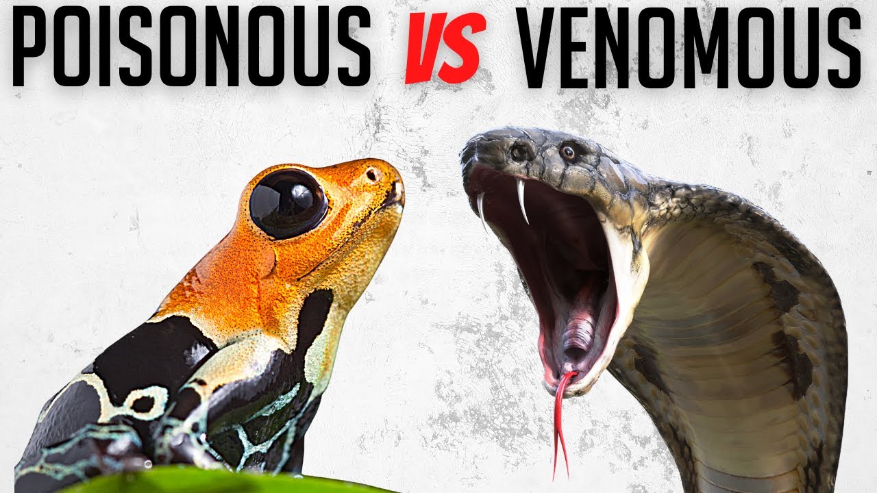 Poisonous Vs Venomous (What's the Difference?) - YouTube