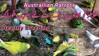 Austrailian parrots healthy breeding || Apny budgies ko jaldi eggs per lany k liye