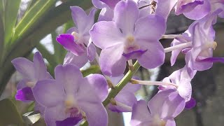 What’s Blooming This Sunday?  Orchid Garden Tour & Updates August 23, 2026