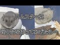 ハムスター用の滑り台を作ったけれど、ハムスター達は滑ってくれるのか？…