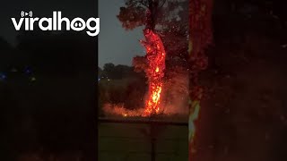Tree Combusts After Lightning Strike || ViralHog Net Worth