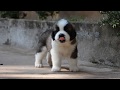 KK's Saint bernards Very Active  Puppies HD video puppies short movie