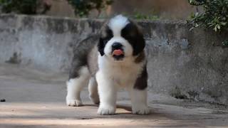 KK's Saint bernards Very Active  Puppies HD video puppies short movie