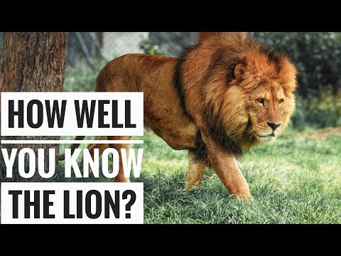 Lion || Description, Characteristics and Facts!