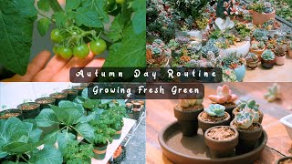 One Autumn Day Routine | A Slow Day of Succulent Care and Growing Fresh Greens