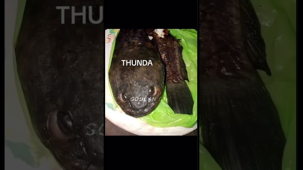 THUNDAA 🗣️🗣️🗣️